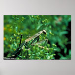 Praying Mantis posters