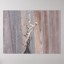 Praying Mantis Poster posters