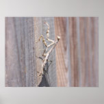 Praying Mantis Poster posters