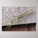Praying Mantis posters