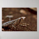 Praying Mantis posters