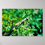 Praying Mantis posters