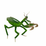 Praying Mantis Sculpture photo sculptures