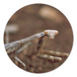 Praying Mantis stickers