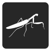 Praying Mantis