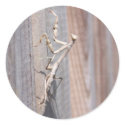 Praying Mantis Sticker