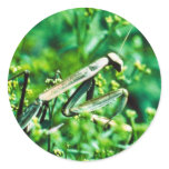 Praying Mantis stickers