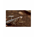 Praying Mantis t-shirts