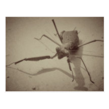 Praying Mantiss Postcard