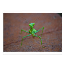 praying mantus postcard