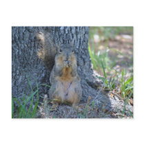 Praying Squirrel Post Card