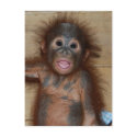 Precious Baby Orangutan in Diapers at Orphanage postcards