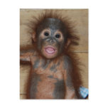 Precious Baby Orangutan in Diapers at Orphanage postcards