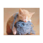Precious Cat and Kitten Photos, Gifts - Customise! Postcards