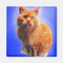 Precious Cats, Kittens Cards, Gifts -  Customise! Magnets