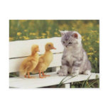 Precious Cats, Kittens Cards, Gifts -  Customise! Postcard