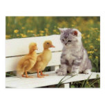 Precious Cats, Kittens Cards, Gifts -  Customise! Postcard