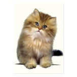 Precious Kitten ACEO Art Trading Cards Business Card Template