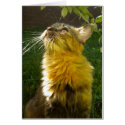 Precious Kitty All Occasion (blank) Card