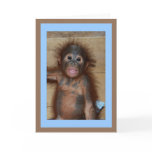 Precious Smiling Baby Orangutan cards