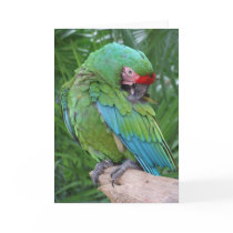 Preening Military Macaw Greeting Cards