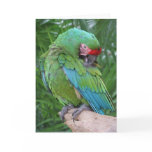 Preening Military Macaw cards