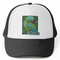 Preening Military Macaw Hats