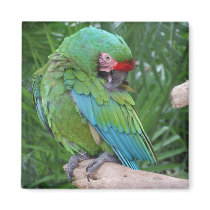 Preening Military Macaw Fridge Magnets