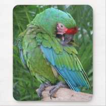 Preening Military Macaw Mousepad