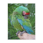 Preening Military Macaw postcards