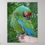 Preening Military Macaw posters