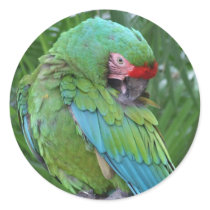 Preening Military Macaw Stickers