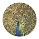 Preening Peacock Magnet