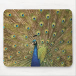 Preening Peacock mousepads