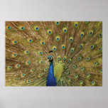Preening Peacock posters