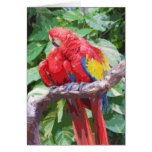 Preening Scarlet Macaw Art cards