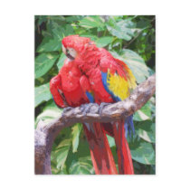 Preening Scarlet Macaw Art