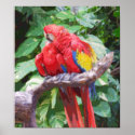 Preening Scarlet Macaw Art posters