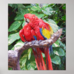 Preening Scarlet Macaw Art Print