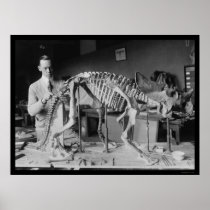 Preparing a Baby Dinosaur Skeleton 1921 Posters