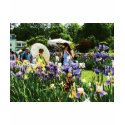 Presby Iris Garden t-shirts