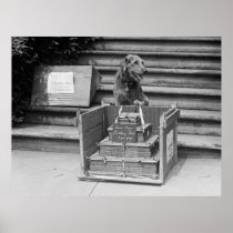 President Harding's Airedale Terrier, 1922 Posters
