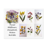 Pressed Wildflower Postcard.