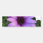 Pretty Aster Flower  Bumper Sticker