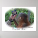 Pretty Baby Orangutan poster posters