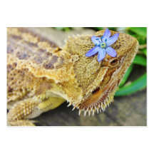 Pretty Bearded Dragon Business Card Template