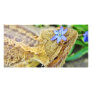 Pretty Bearded Dragon Picture Card