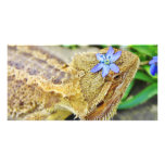 Pretty Bearded Dragon Picture Card