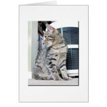 Pretty Bengal Baby Cards