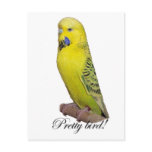 Pretty Bird postcard